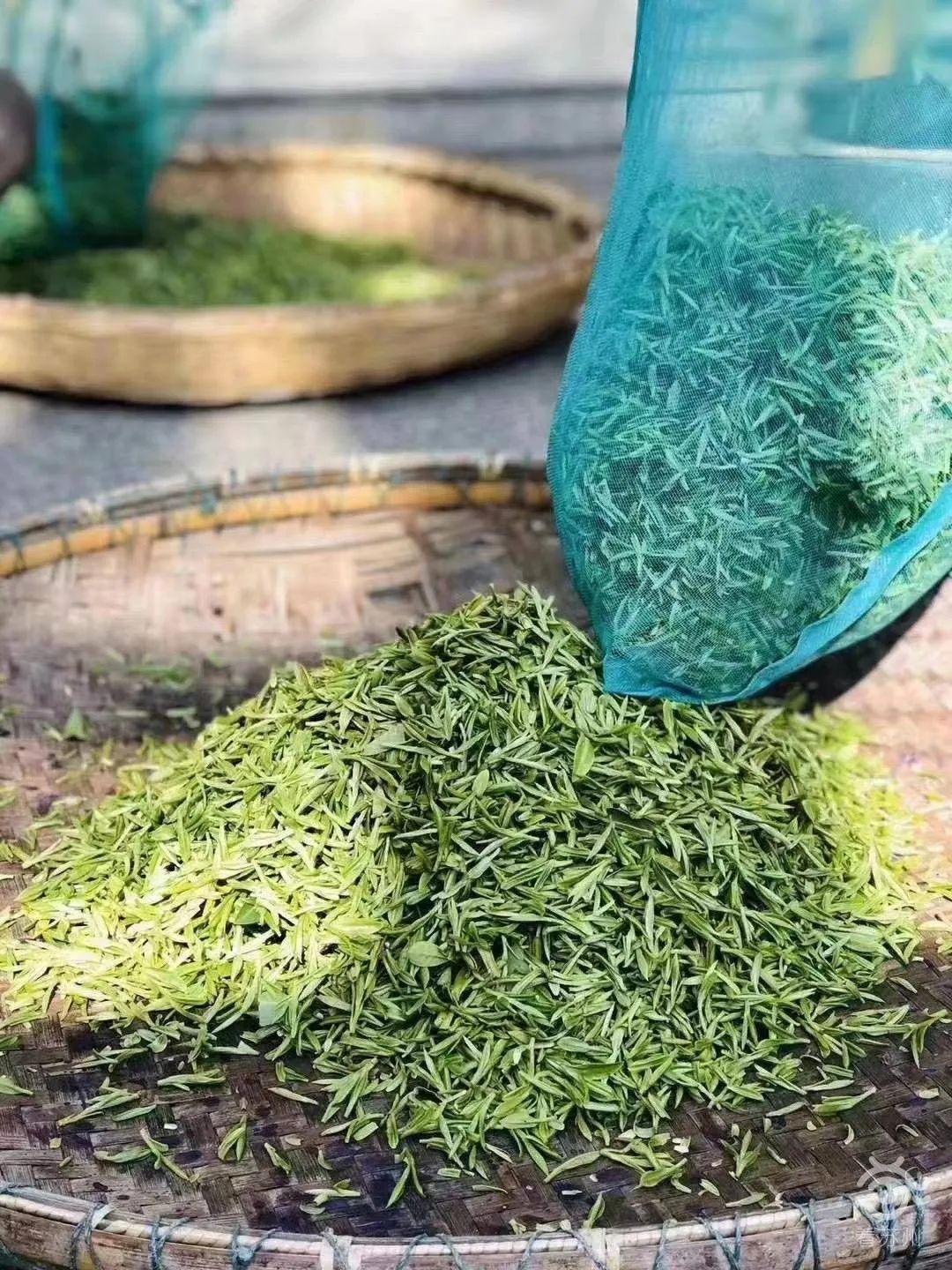 绿茶种类大全介绍,高档龙井绿茶有哪些种类