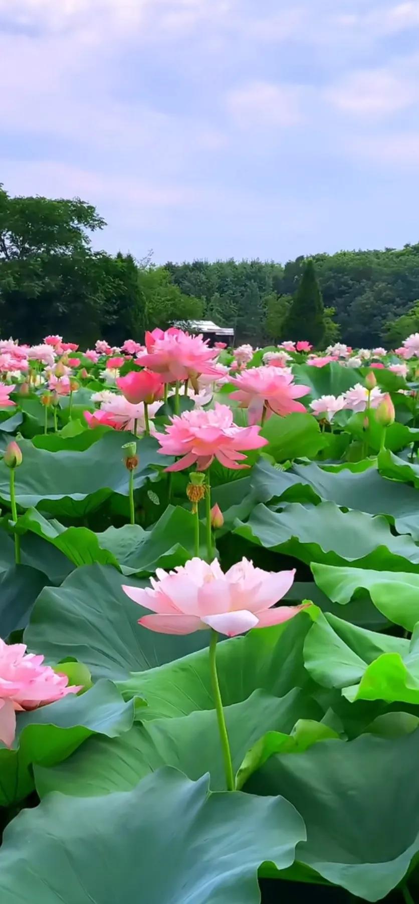 夏的季节荷花图片,三夏荷花图片