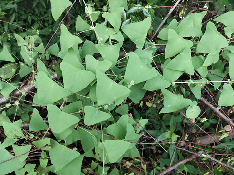 叶子像烙铁,人称“痒立消”,却是民间的毒蛇克星,大家来认识下