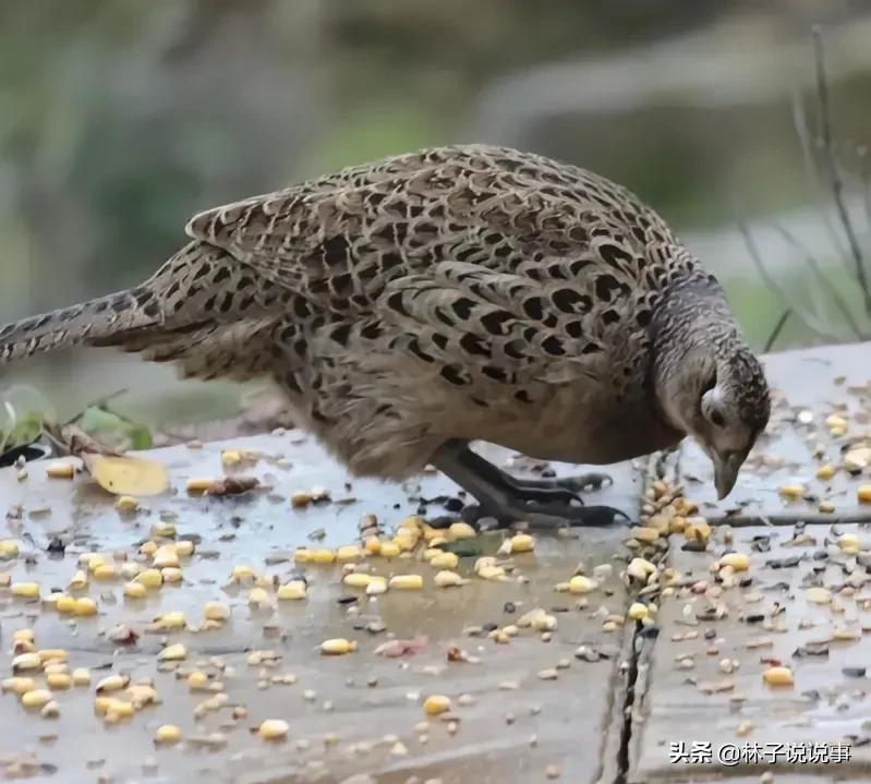 农村种植养殖什么最有前景,农村鸡鸭养殖前景怎么样