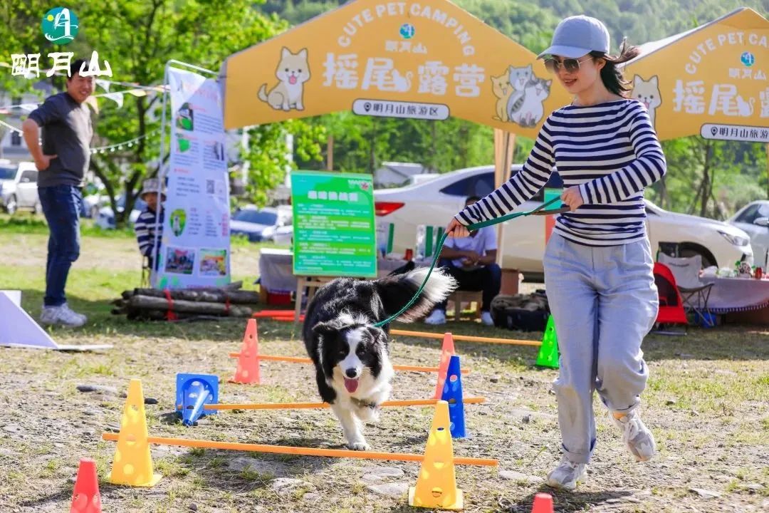 萌宠暴击！对不起我家狗子太萌了，想请你看一下！