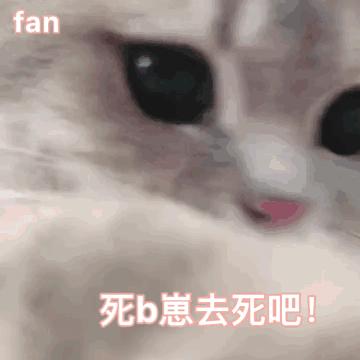 不推荐养的六种猫是哪六种,哪种猫最不好养而且又最好养