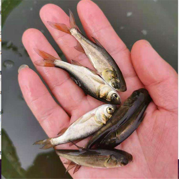 万尾鱼苗离奇失踪,鱼苗死亡鱼苗老板有责任吗