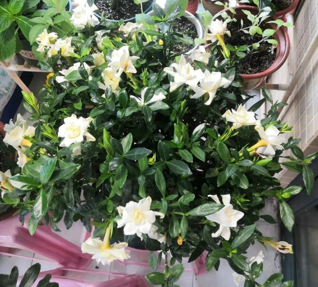 水培栀子花叶子发黑出油,怎样养好栀子花盆栽视频