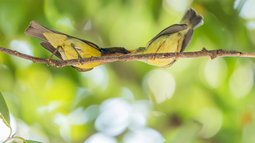 世界各国最稀有的国宝,100个国家国宝动物