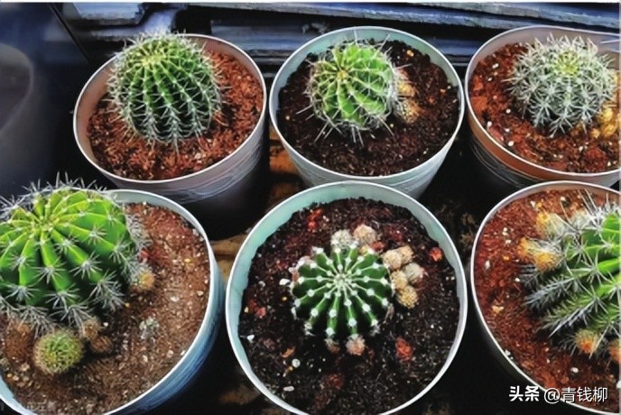 养了10年的彩草仙人球,彩草仙人球的养殖方法和注意事项