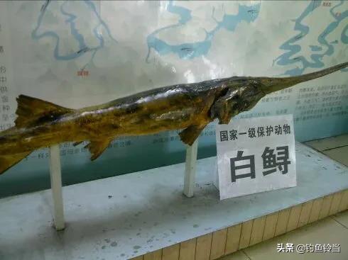 十年禁渔最大鱼多大,长江经过十年禁渔好鱼将会有多少