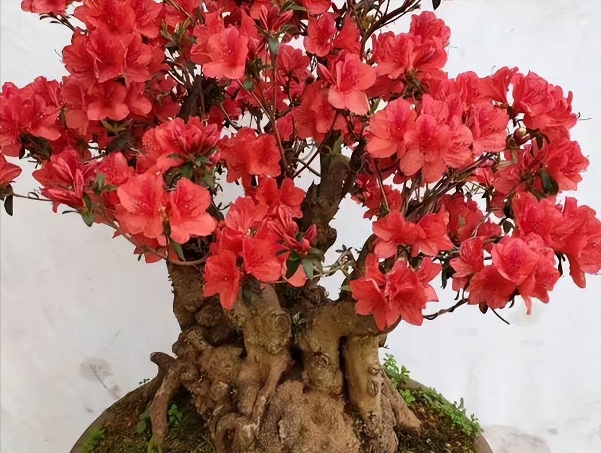 养桩,养盆景桩全部用河沙可以吗