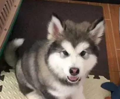 四招改善狗狗恢复期失眠,让狗狗拜拜怎么训练