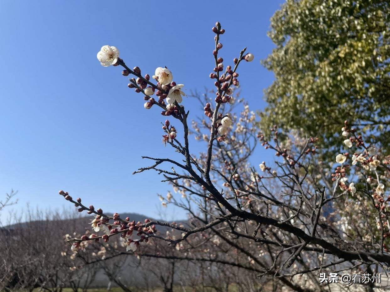 苏州赏梅最好的免费地方,二月初苏州腊梅