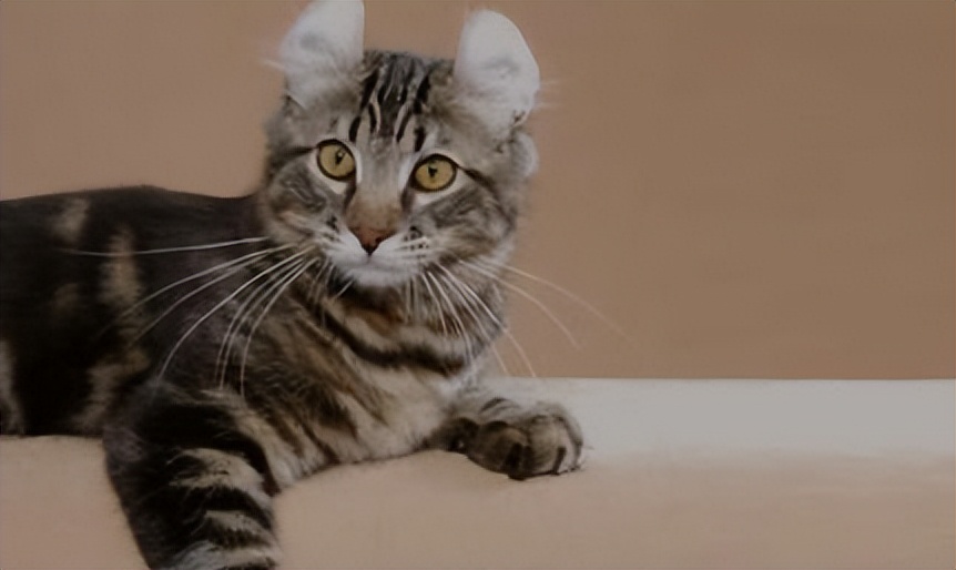 纯种猫咪有哪些颜色,纯种宠物猫有哪些品种