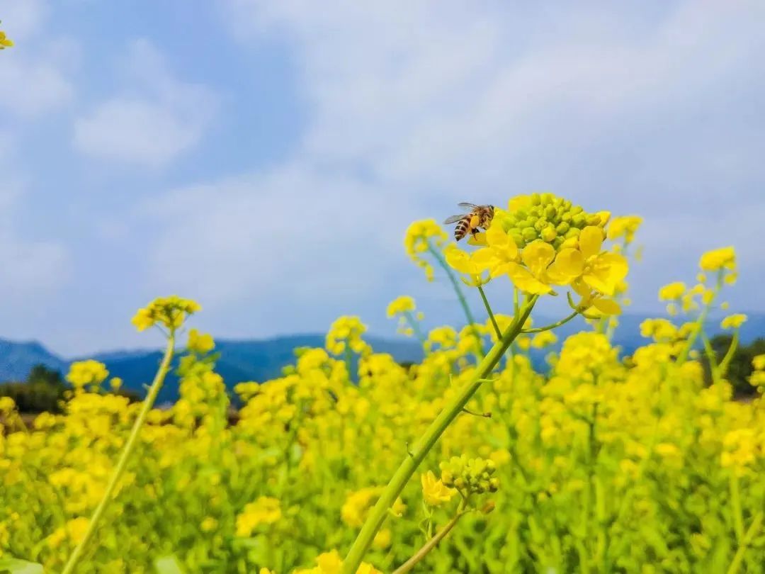宋词里的春天100种绝美,10首春天的宋词