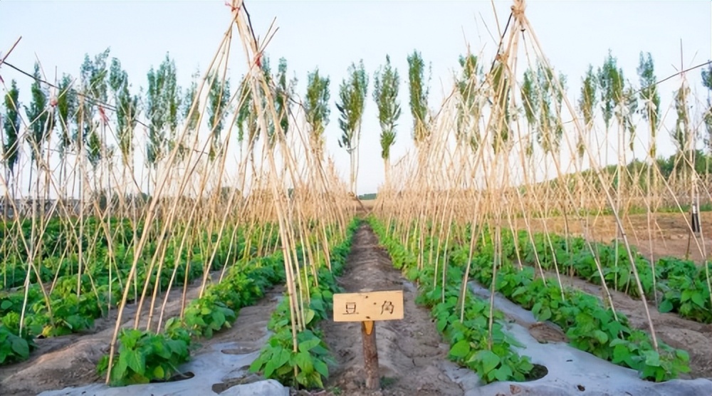 “喜我菜甲长”，住在这里，苏轼都羡慕
