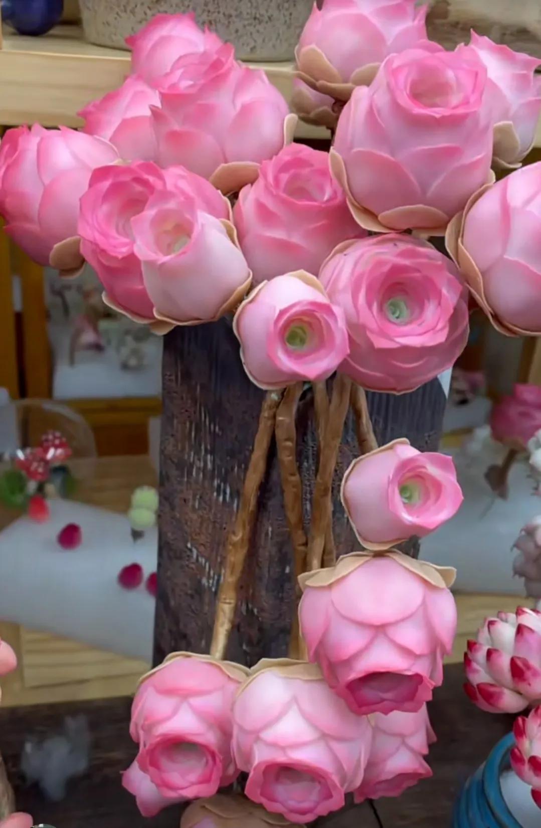 最具有观赏性的多肉植物,颜值高又好养活的多肉植物