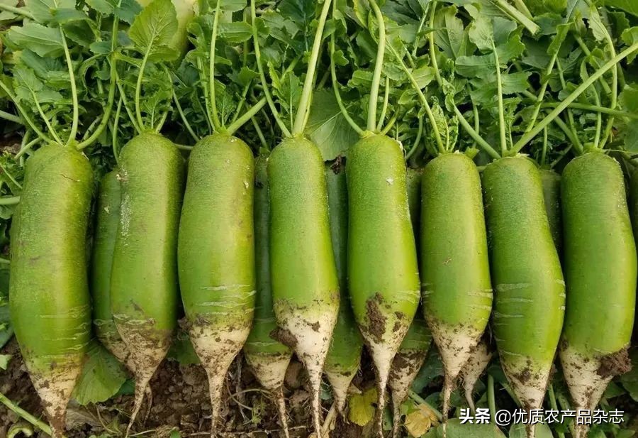 “卜”同凡响的田水铺萝卜