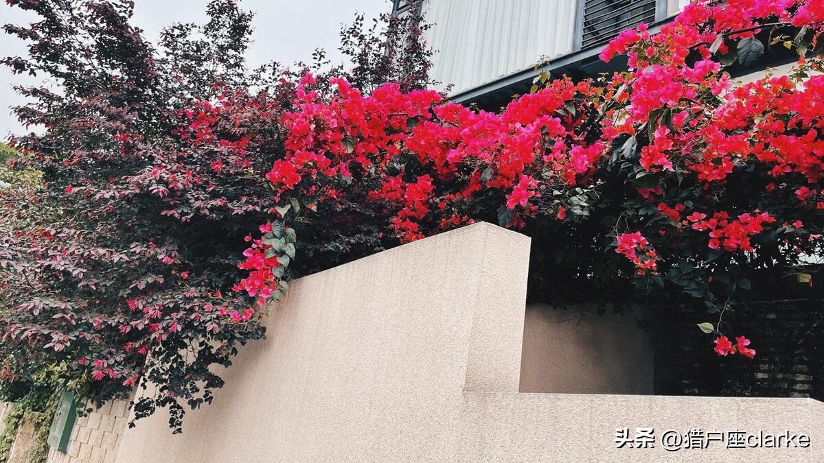 松下s5与尼康z5哪款好,松下s5和z6ii哪个好