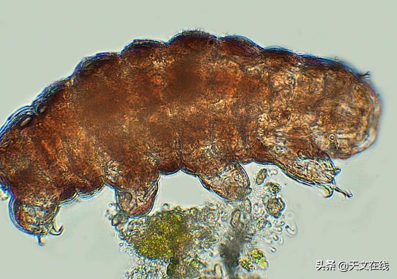 最有可能是外星生物的动物,什么物种是外星物种