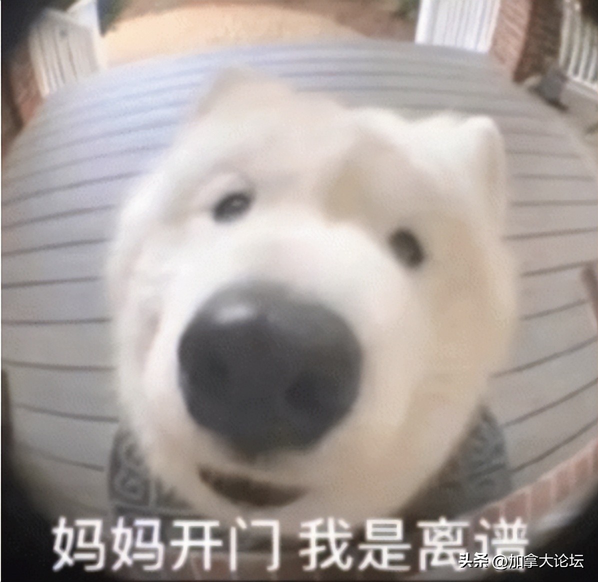 退烧药1000片瓶装,国外最好用的儿童退烧药