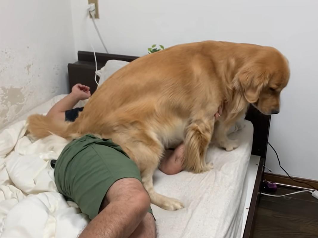 狗狗天天早上六点叫我起床怎么办,狗狗晚上一直叫多少天可以缓解