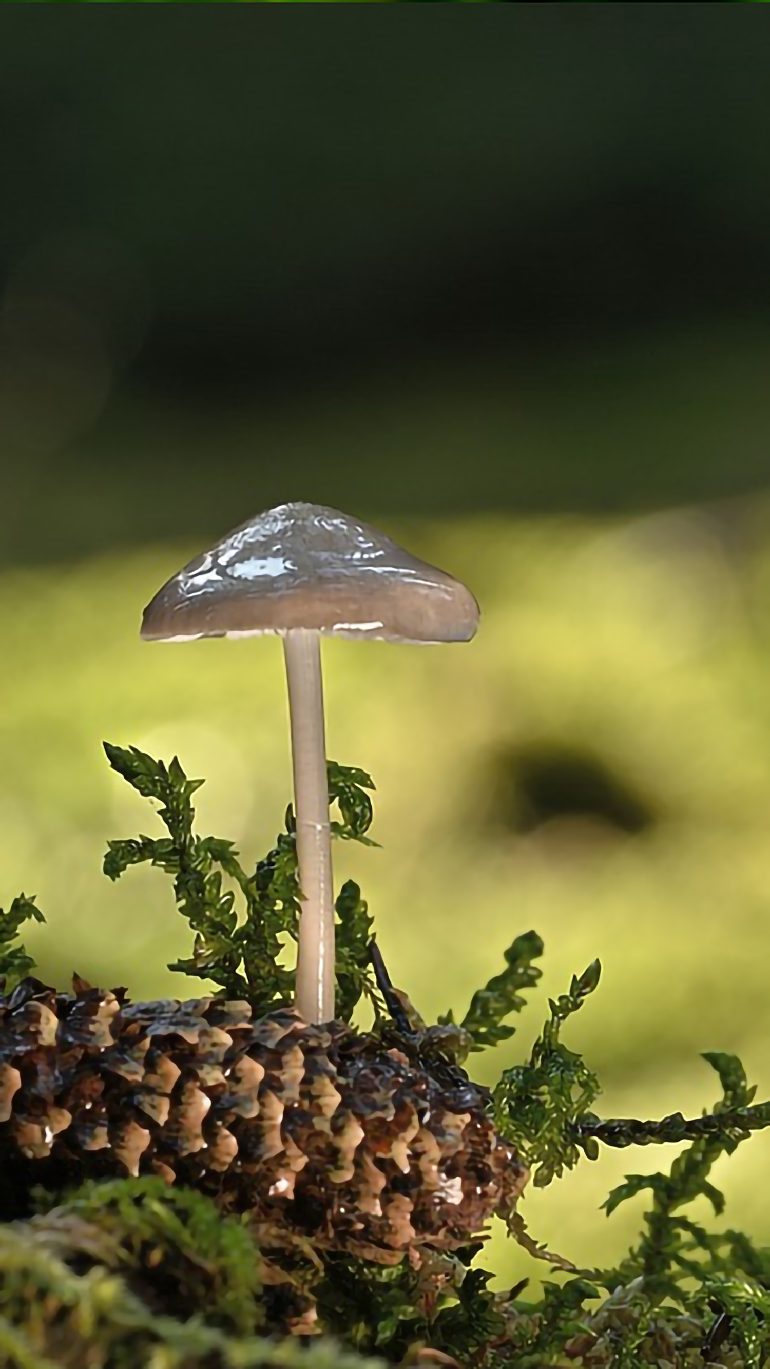 好看的手机桌面壁纸和锁屏壁纸,总有一张壁纸适合你手机屏保精选