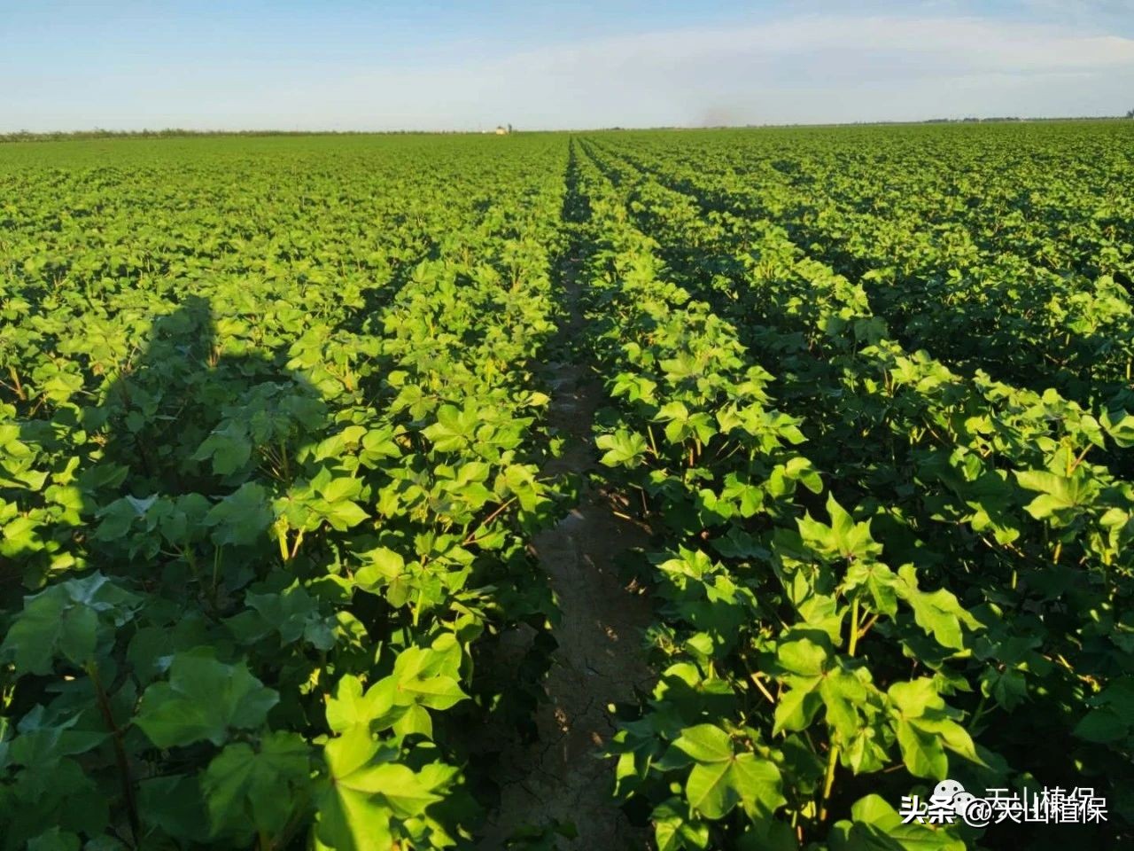 棉花现蕾少怎么回事,棉花分布不均匀怎么办