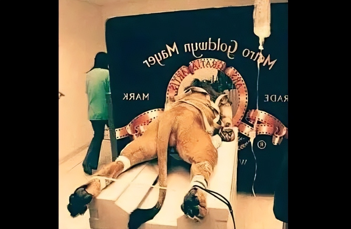 关于打假声明的图片,打假各个品牌假货怎么处罚