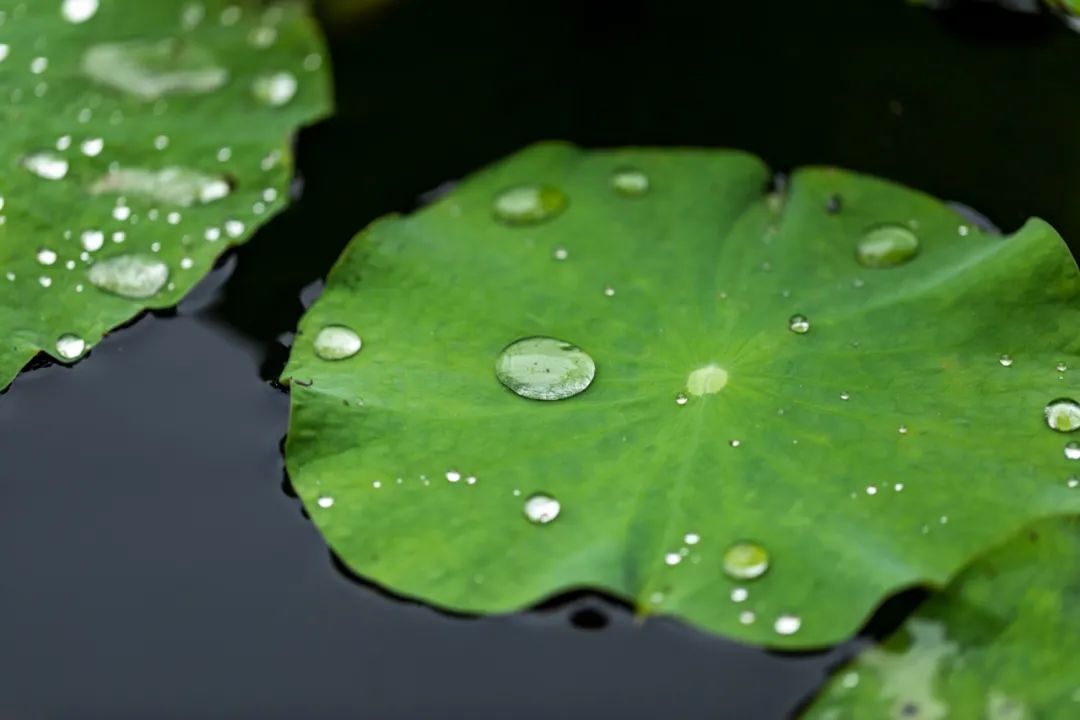 秋诗句最经典的十句,赞颂秋的经典诗句