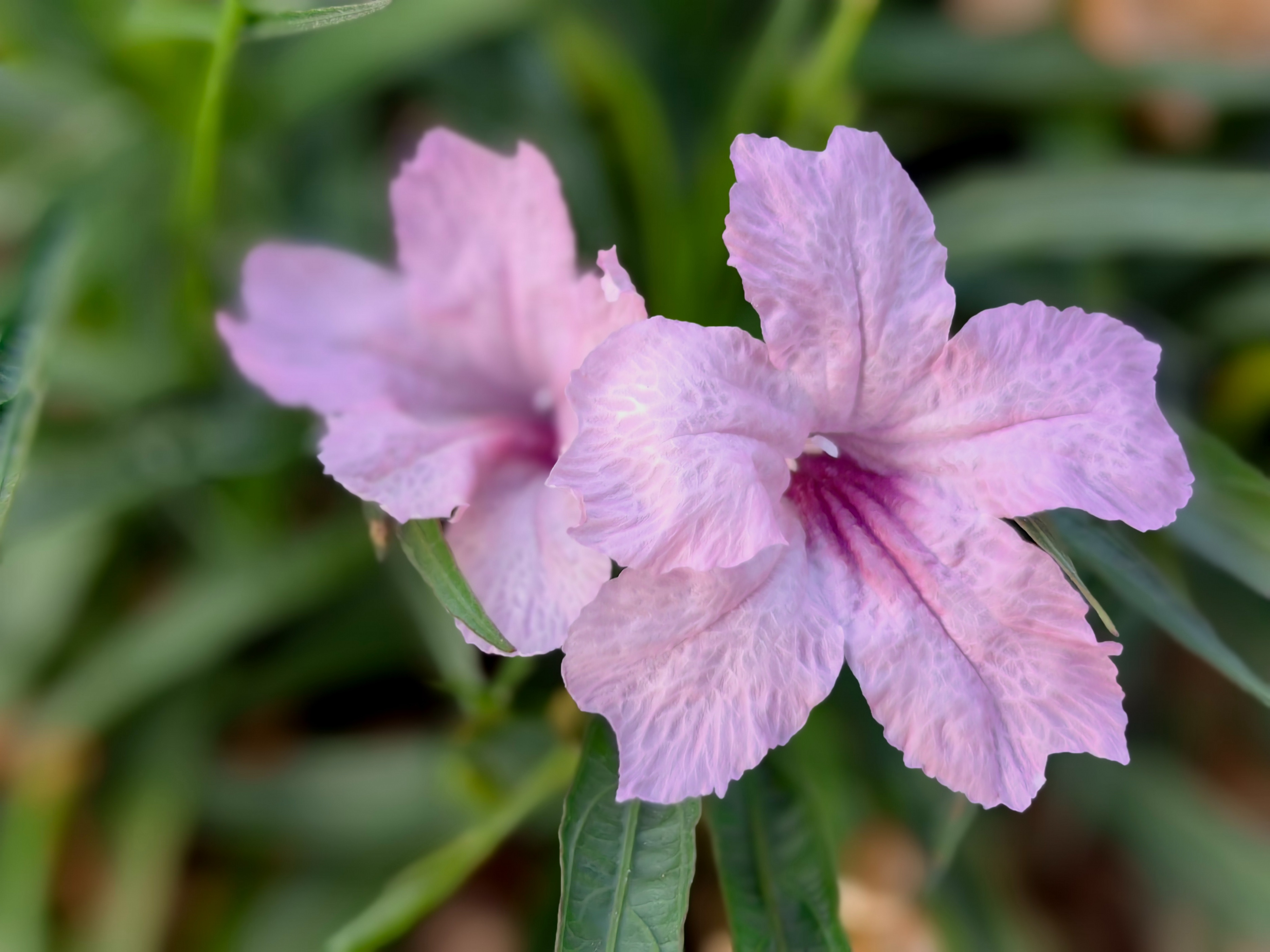 紫色兰花草:,蓝色花草品种