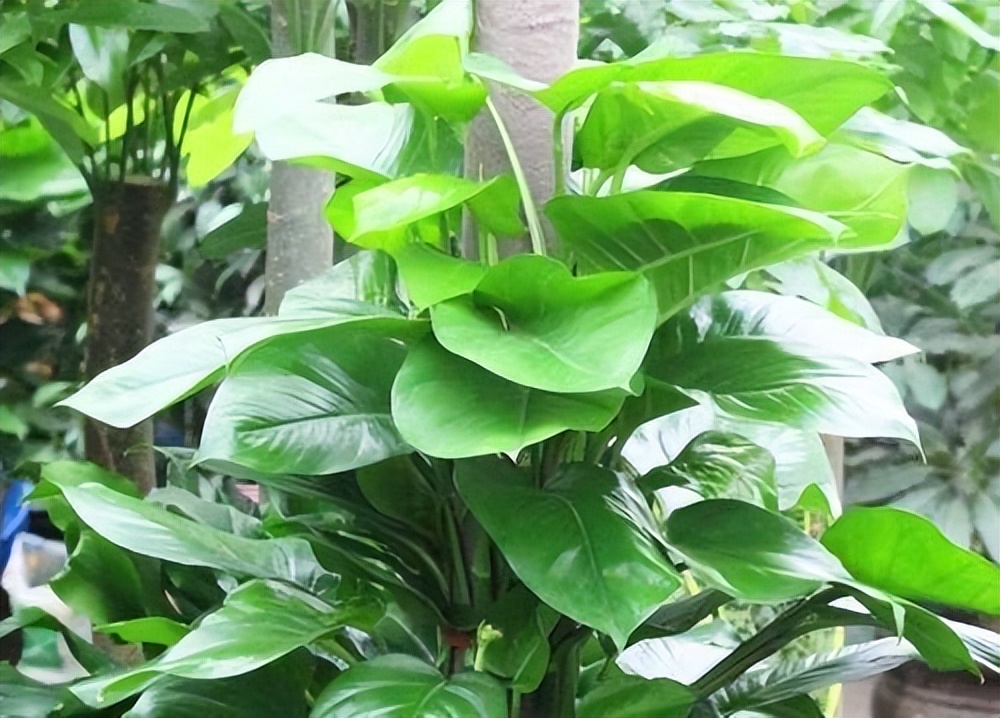 夏天如何让绿萝快速长爆盆,绿萝每天喷湿叶片