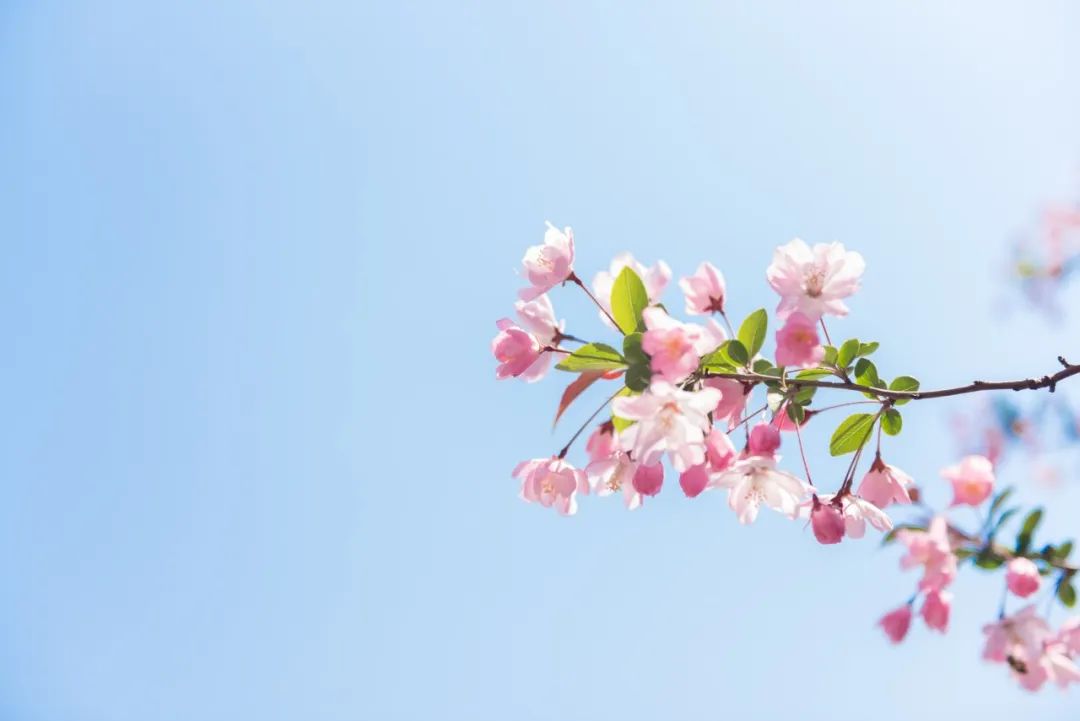 赏花最美的十首诗,最美赏花经典诗词