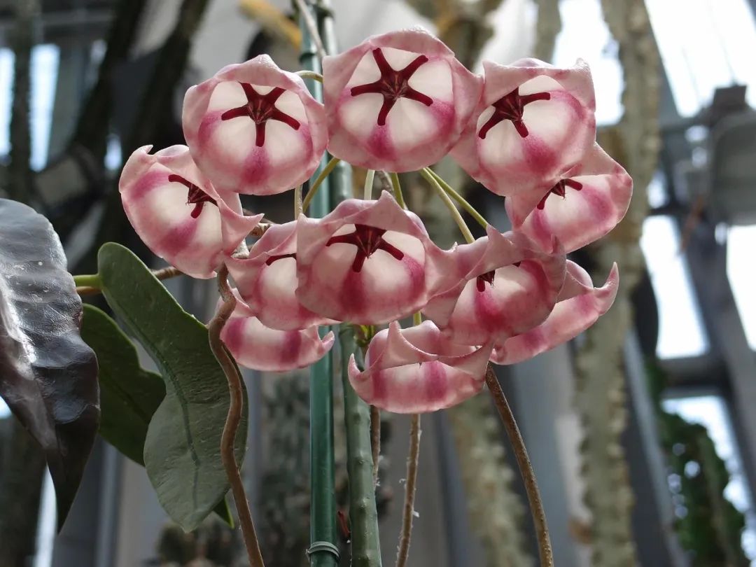 球兰养花养殖方法和注意事项,封闭阳台养花球兰