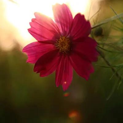 唯有坚强才能战胜困难,唯有坚强才能过得更好