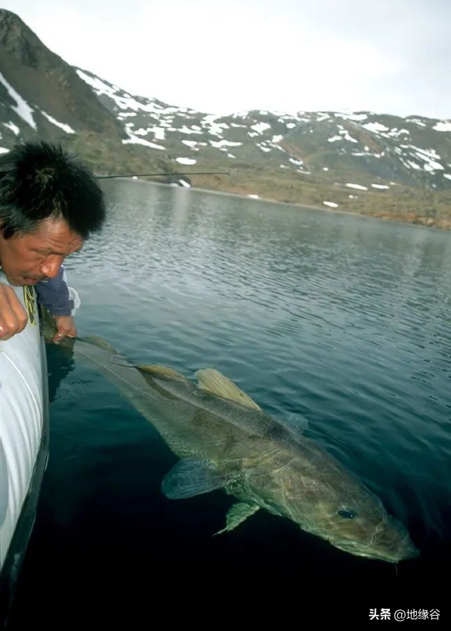 加入欧盟？冰岛选择放弃