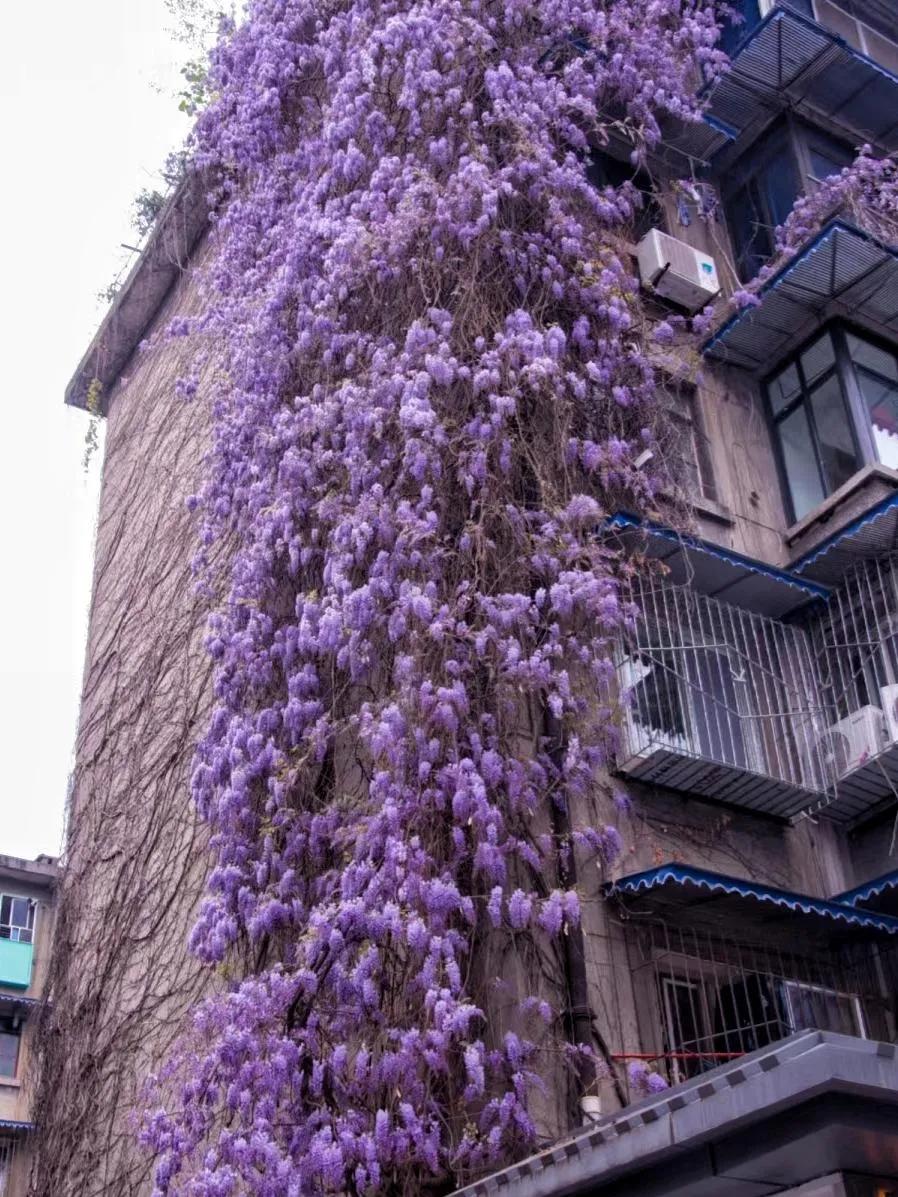 紫藤花成都周边,成都1号桥紫藤花
