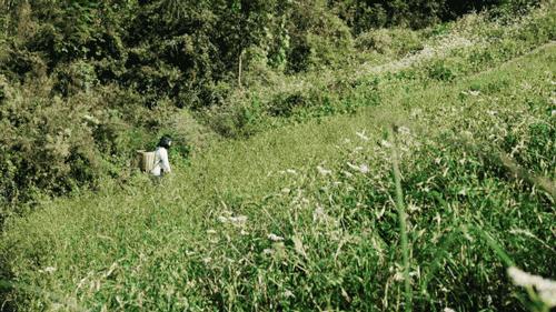 裸辞女教师云南,辞职女教师隐居山村多年