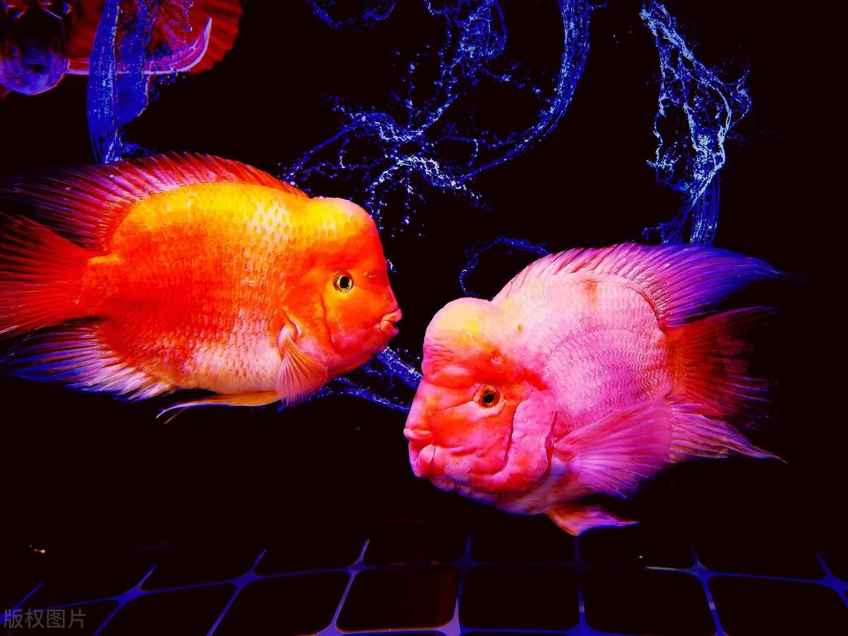 鹦鹉鱼变黑怎么办？鹦鹉鱼变黑的原因解析