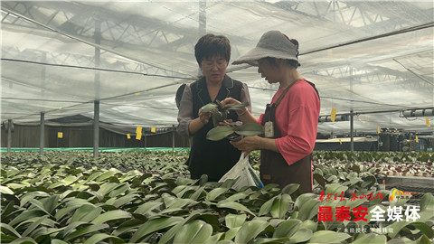 乐业*安泰**丨智能大棚里种出创业致富花！德州籍大学生扎根*安泰**白手起家