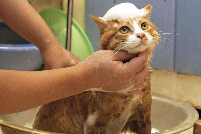 小母猫发情了,作为主人该怎么做呢?