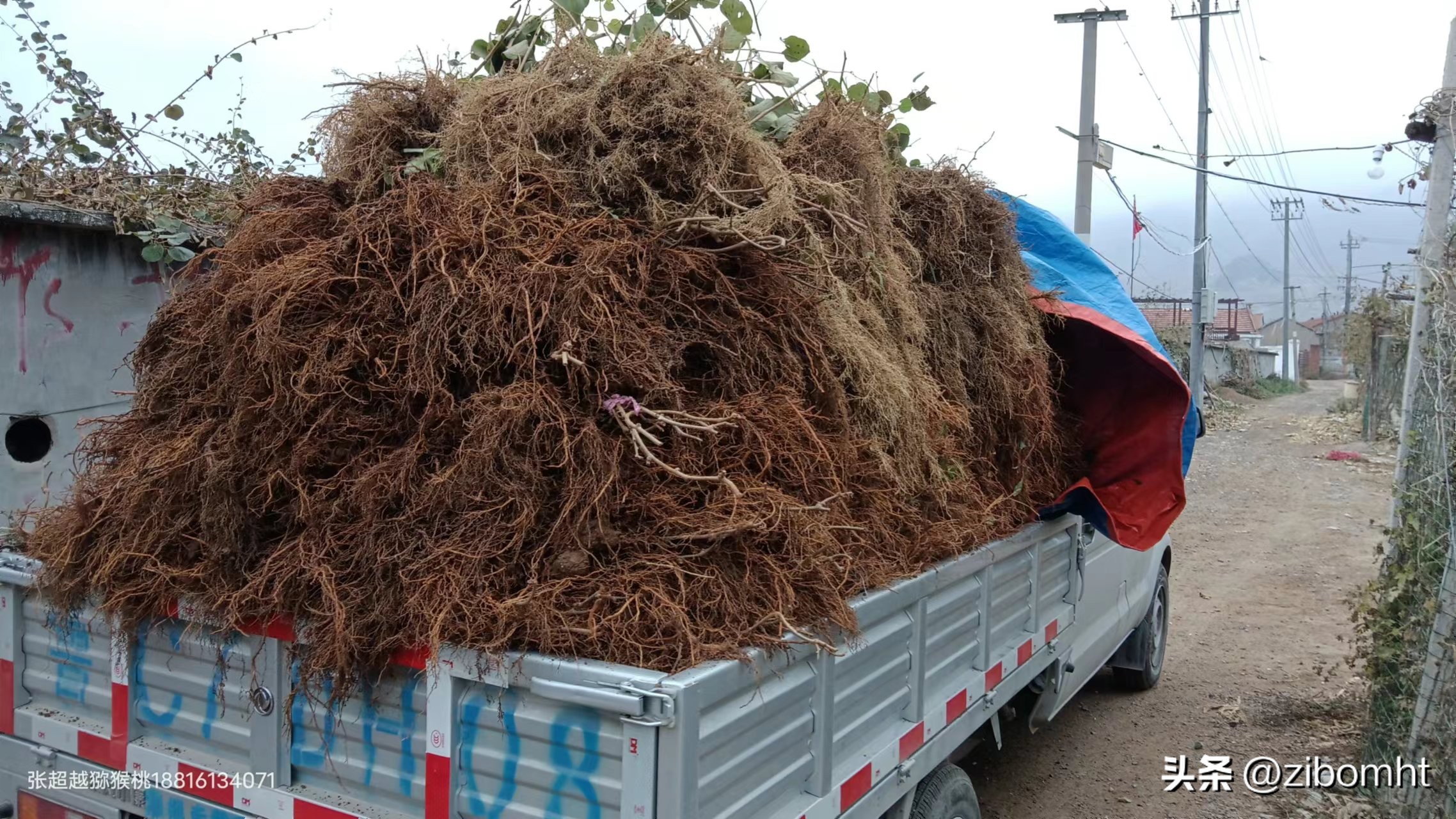 现在投资种植猕猴桃前景好吗,博山猕猴桃种植技术