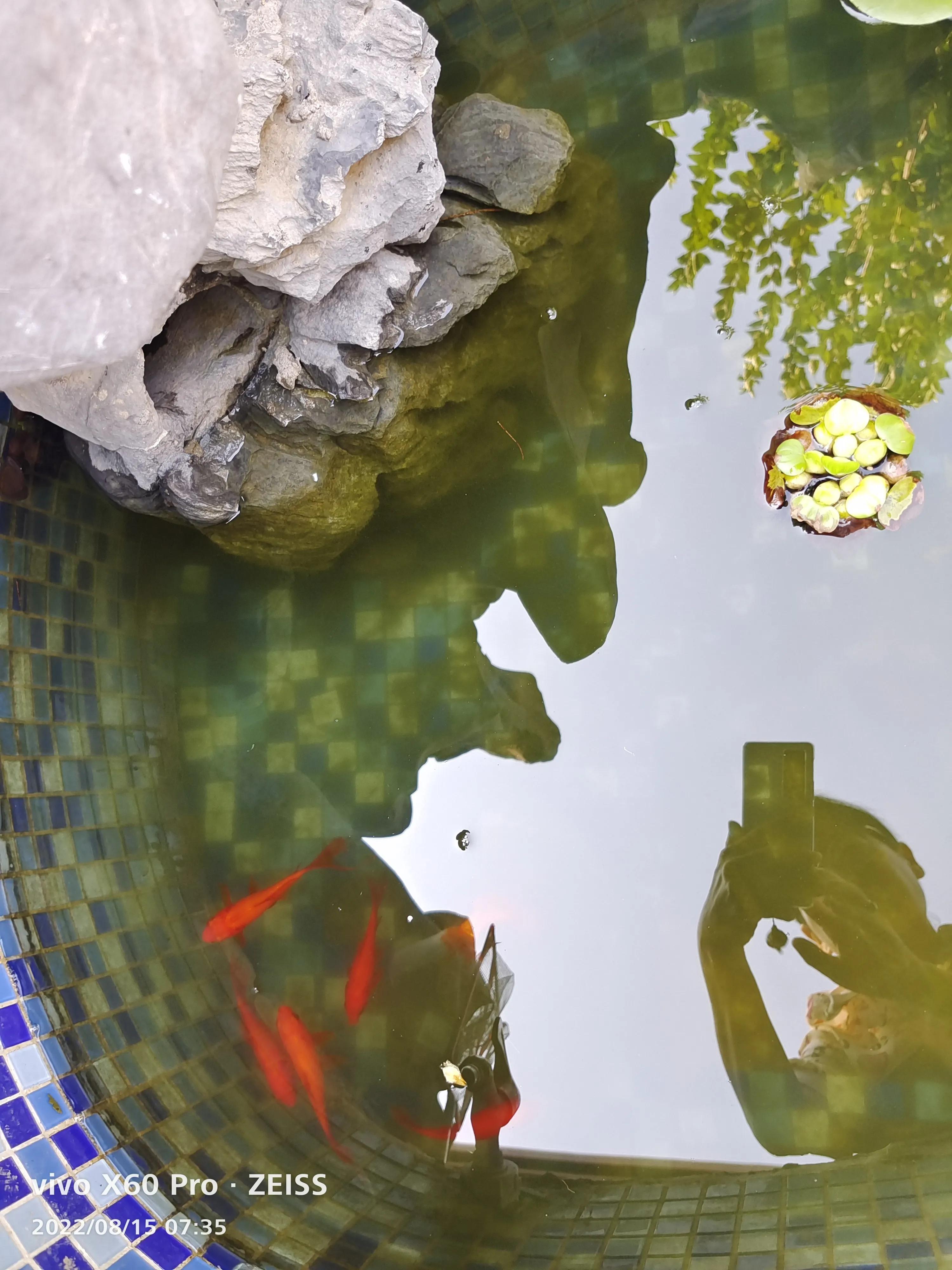 大金鱼怎样保护小金鱼的,家里的金鱼会生小金鱼吗