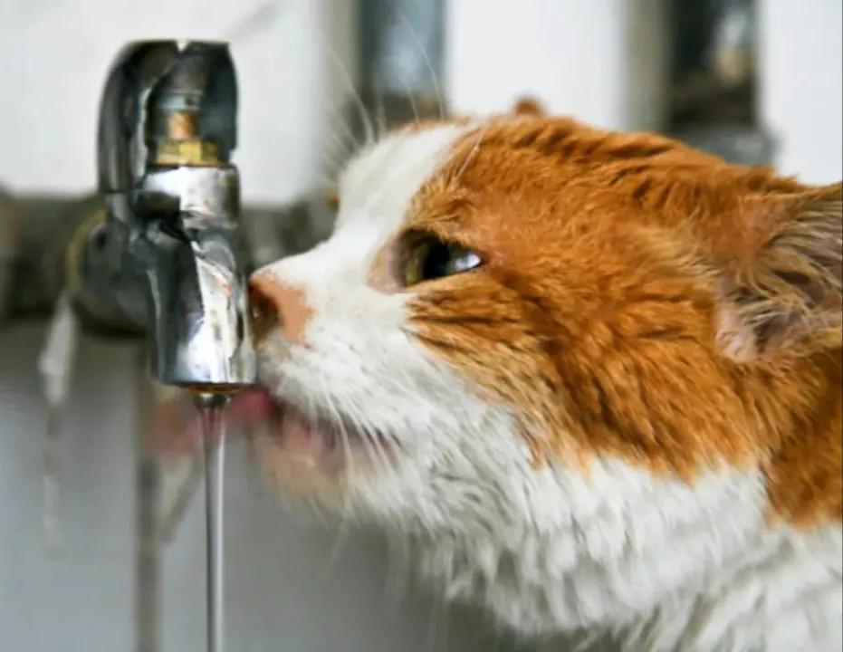 猫咪为什么爱喝铲屎官的水,猫喝流水