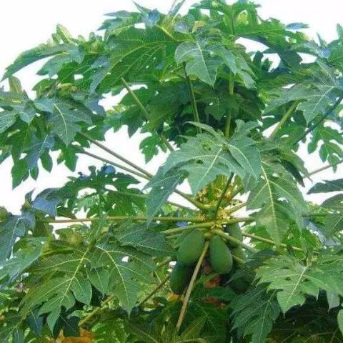 番木瓜是什么样子的,番木瓜是果树吗