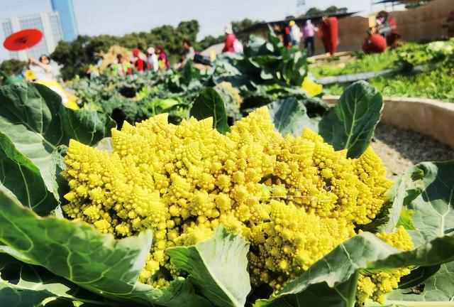 都市农业公园广州,广州农业公园近况