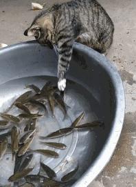 脾气比较暴躁的几种猫新手不要养,猫咪最怕的几种猫