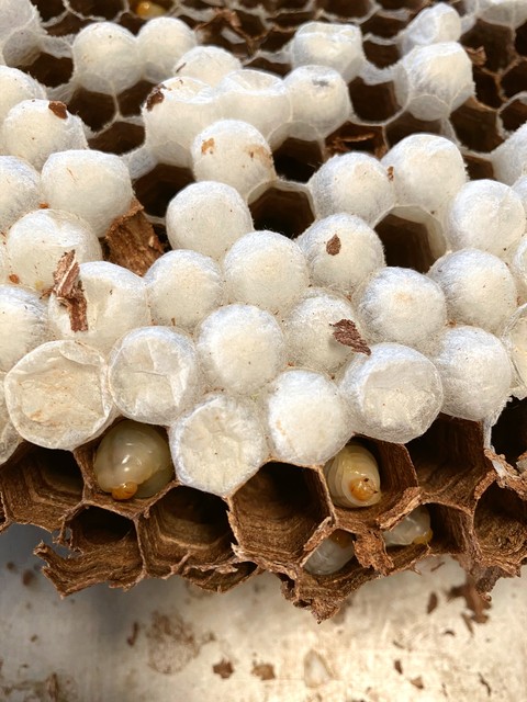 蜂巢土蜂蜜多少钱,一窝虎头蜂能赚多少钱