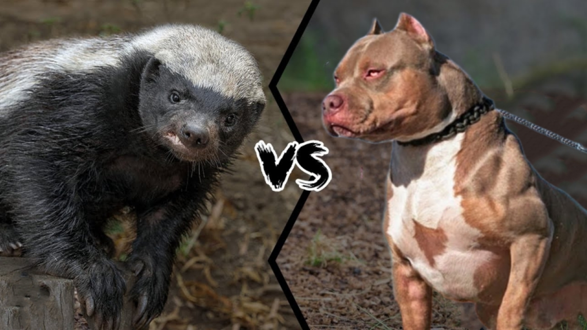 平头哥vs比特犬实战,斑鬣狗vs比特犬真实视频