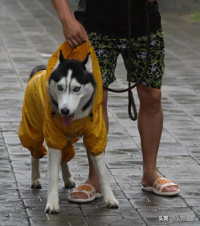 狗狗换了新环境一直叫怎么办,主人不在家狗狗一直叫怎么办