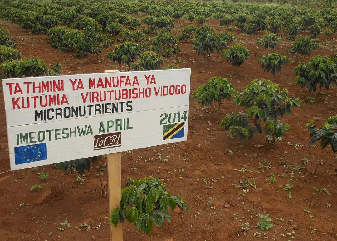 品种｜朝见波旁王朝