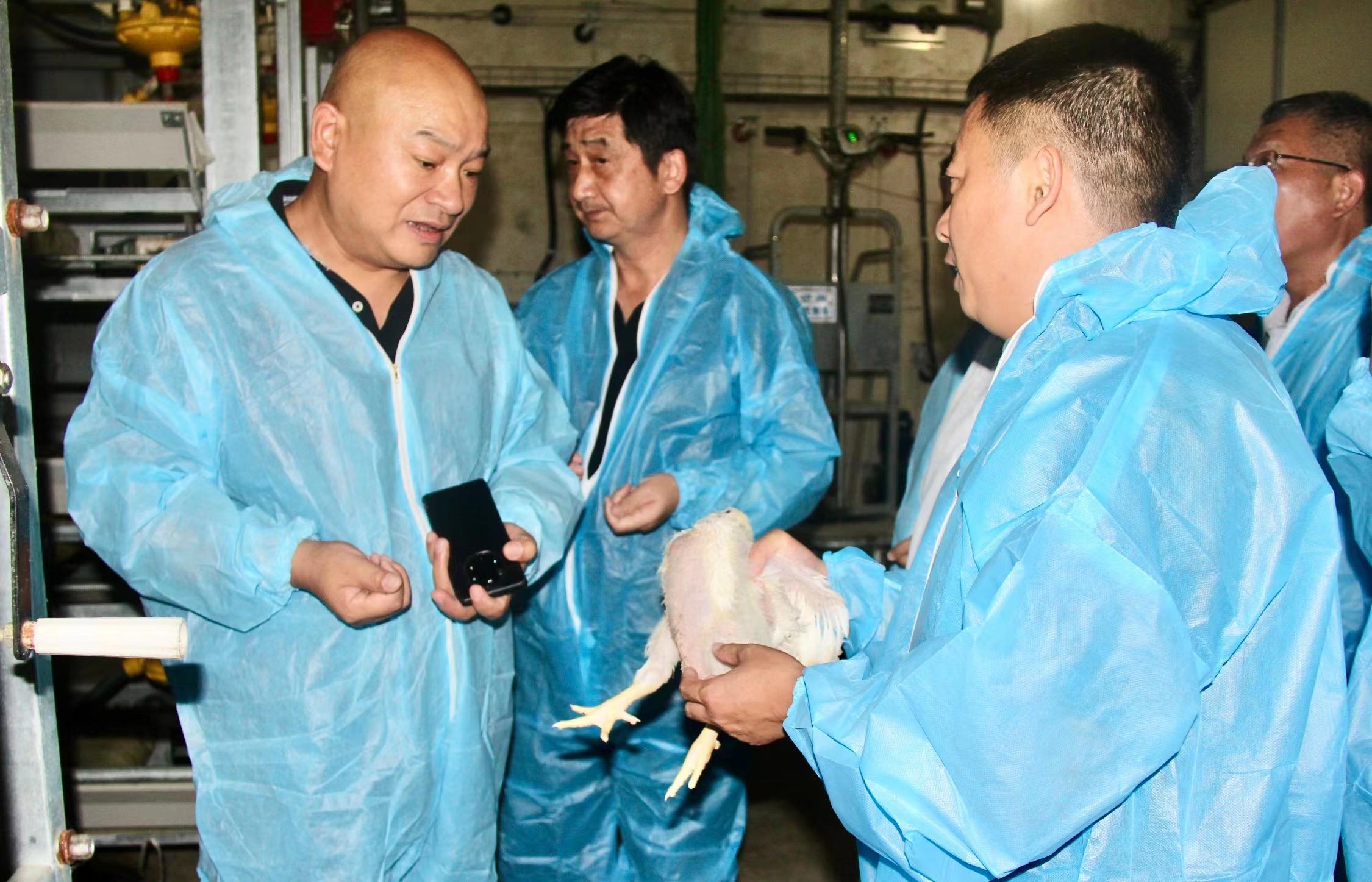 河南肉鸡养殖带动乡村振兴,扶持肉鸡标准化规模养殖场建设