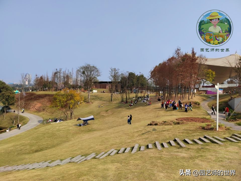 疏林草地的作用,疏林草地效果图